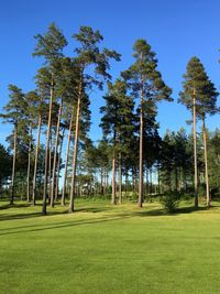 Trees on field against clear blue sky