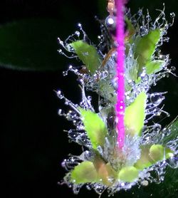 Close-up of flowers