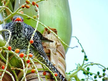 Close-up of bird perching on plant