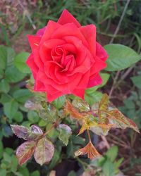 Close-up of pink rose