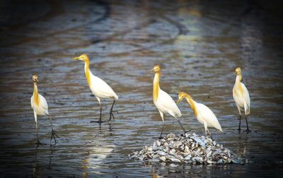 Flock of birds in lake