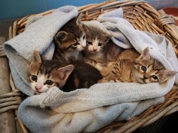 Cats relaxing in basket