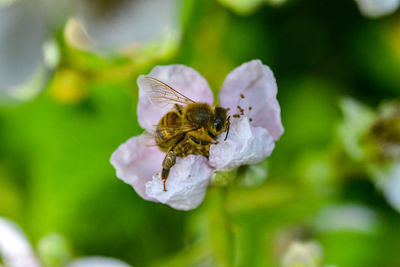 Close-up of bee pollinating on flower