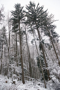 Trees in forest during winter