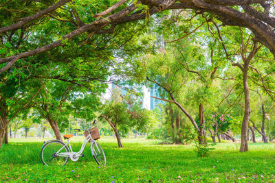 Trees in park