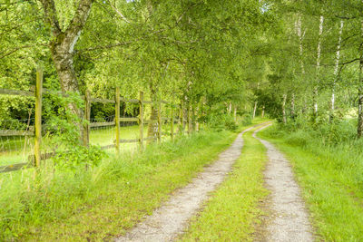 Road amidst trees in forest