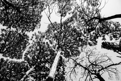 Low angle view of trees against sky