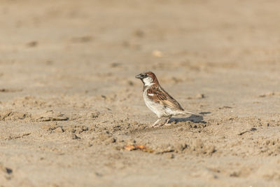 Bird perching on a sand