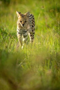 Serval walking through long grass raising paw