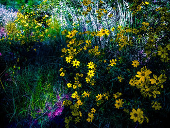 Full frame shot of colorful flowering plants in garden