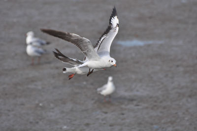 High angle view of seagulls flying