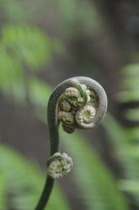 Close-up of fern