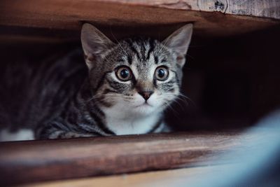 Close-up portrait of a cat