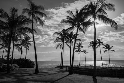 Palm trees on beach against sky