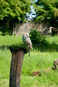 Barn owl perching on wooden post