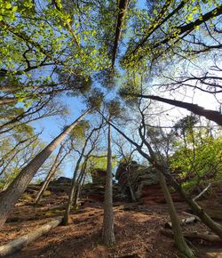 Low angle view of trees in forest against sky