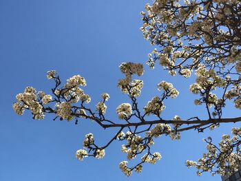 Low angle view of flower tree against blue sky