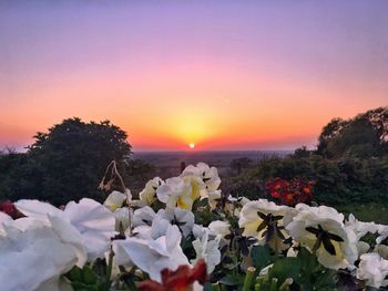 Close-up of flowers against clear sky at sunset