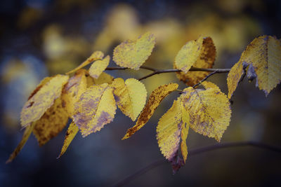 Close-up of yellow leaves against blurred background