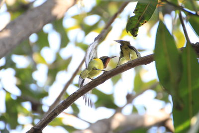 Low angle view of birds perching on branch