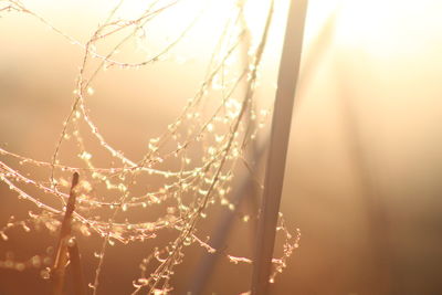 Close-up of dew drops on spider web against sky