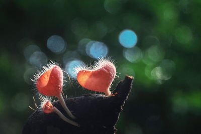 Close-up of red flower growing on plant