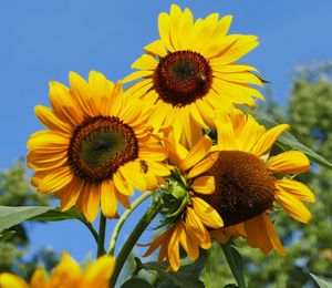 Close-up of sunflower