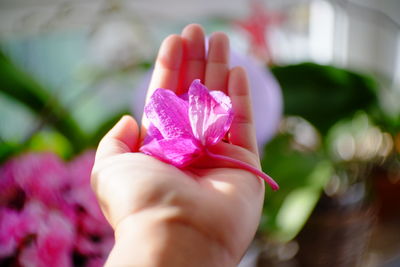 Close-up of hand holding pink flower