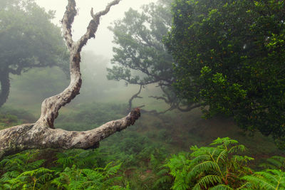 Tree in forest