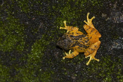 High angle view of frog in sea