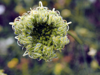 Close-up of flowering plant