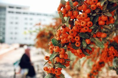 Close-up of berries growing on tree