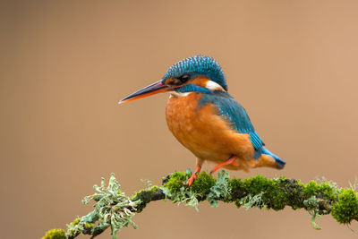 Close-up of kingfisher perching on twig