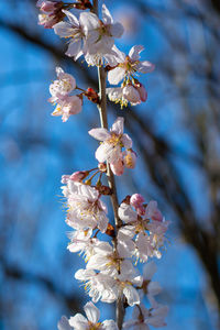 Close-up of cherry blossoms in spring