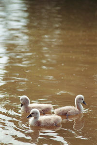 Swan floating on lake