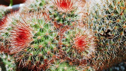 Close-up of cactus