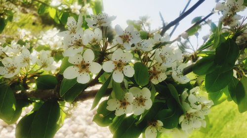 Close-up of white flowering plant