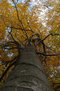 Low angle view of tree in forest