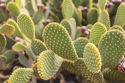 Close up of cactus opuntia ficus-indica (prickly pear)