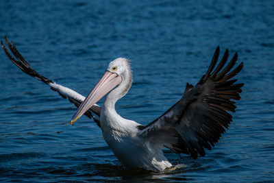 Close-up of pelican with spread wings on sea
