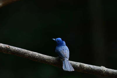 Close-up of bird perching on branch