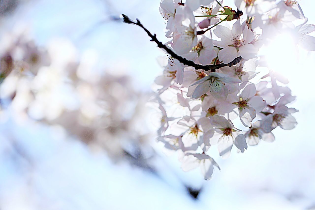 nature, tree, growth, beauty in nature, branch, twig, flower, close-up, fragility, blossom, springtime, no people, apple tree, outdoors, low angle view, almond tree, freshness, day, plum blossom, sky, flower head