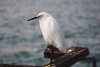 Full length of snowy egret perching on metal by sea