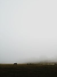Tranquil scene of grassy field
