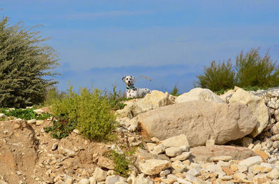 Rocks on landscape against sky