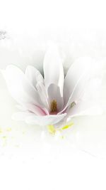 Close-up of white flowering plant