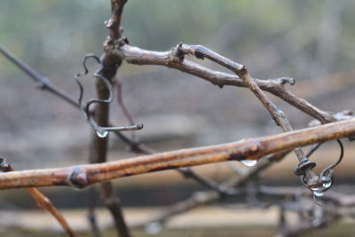 Close-up of barbed wire on tree