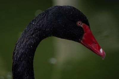 Close-up of black swan