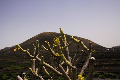 Cactus growing on field against clear sky