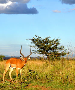 Deer on field against sky